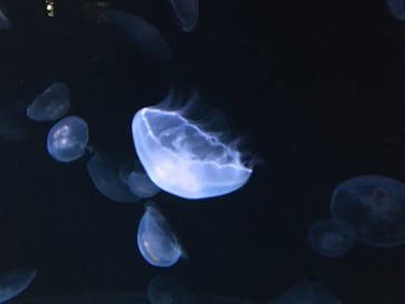 サンシャイン水族館に投稿された画像（2020/7/28）