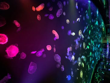 すみだ水族館に投稿された画像（2020/7/28）