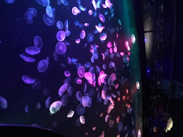 すみだ水族館に投稿された画像（2020/7/28）