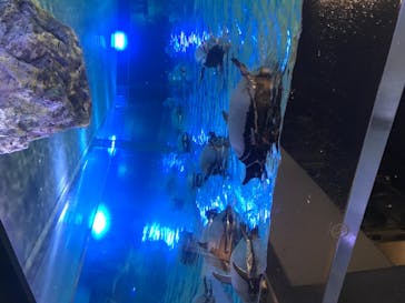すみだ水族館に投稿された画像（2020/7/28）