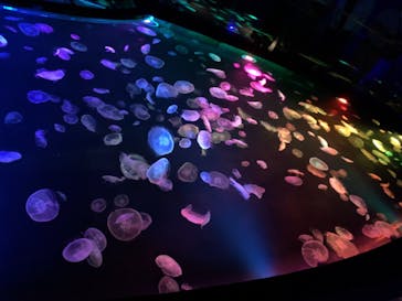 すみだ水族館に投稿された画像（2020/7/28）