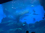 仙台うみの杜水族館に投稿された画像（2020/7/28）