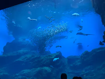 仙台うみの杜水族館に投稿された画像（2020/7/28）