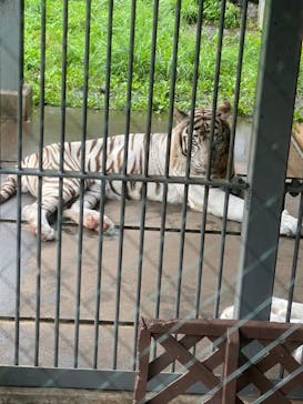 伊豆アニマルキングダムに投稿された画像（2020/7/28）