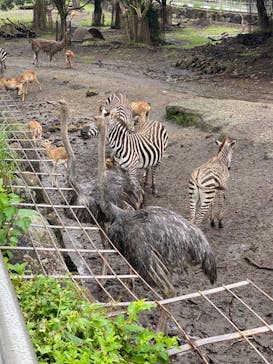 伊豆アニマルキングダムに投稿された画像（2020/7/28）