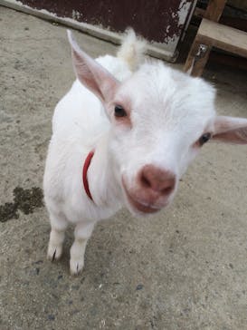 しろとり動物園に投稿された画像（2020/7/28）