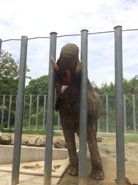 しろとり動物園に投稿された画像（2020/7/28）