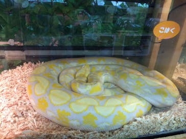 しろとり動物園に投稿された画像（2020/7/28）