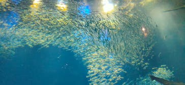 アクアワールド茨城県大洗水族館に投稿された画像（2020/7/29）