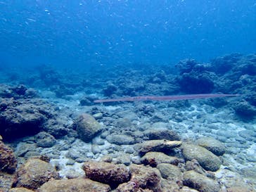 屋久島自然案内に投稿された画像（2020/7/29）