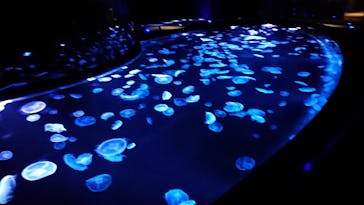 すみだ水族館に投稿された画像（2020/7/29）