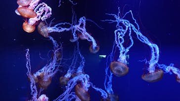 すみだ水族館に投稿された画像（2020/7/29）