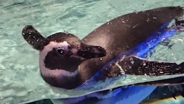 すみだ水族館に投稿された画像（2020/7/29）