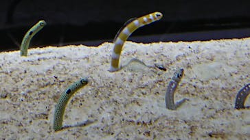 すみだ水族館に投稿された画像（2020/7/29）