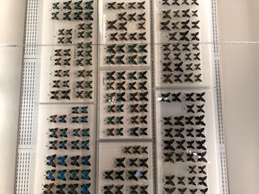 国立科学博物館に投稿された画像（2020/7/29）