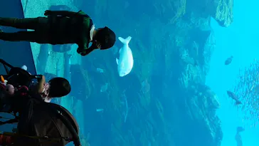 仙台うみの杜水族館に投稿された画像（2020/7/29）
