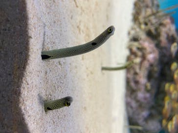 アクアワールド茨城県大洗水族館に投稿された画像（2020/7/29）