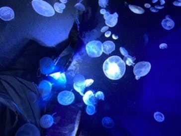サンシャイン水族館に投稿された画像（2020/7/29）