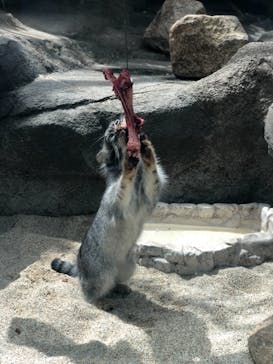 神戸どうぶつ王国に投稿された画像（2020/7/29）