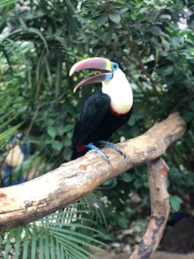 神戸どうぶつ王国に投稿された画像（2020/7/29）