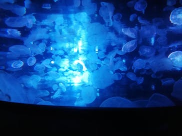 すみだ水族館に投稿された画像（2020/7/29）