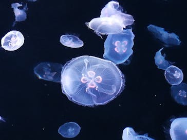 すみだ水族館に投稿された画像（2020/7/29）