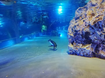 すみだ水族館に投稿された画像（2020/7/29）