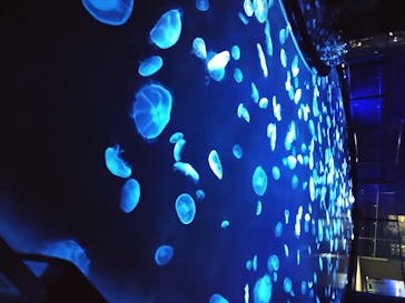 すみだ水族館に投稿された画像（2020/7/29）