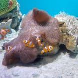 アクアワールド茨城県大洗水族館に投稿された画像（2020/7/29）