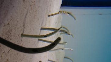 アクアワールド茨城県大洗水族館に投稿された画像（2020/7/29）