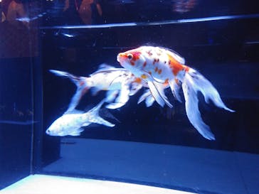 すみだ水族館に投稿された画像（2020/7/30）