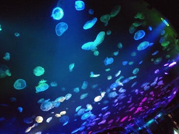 すみだ水族館に投稿された画像（2020/7/30）