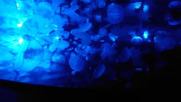 すみだ水族館に投稿された画像（2020/7/30）