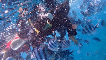 ダイビングショップ Sea Free（シーフリー）に投稿された画像（2020/7/30）