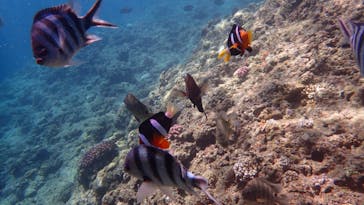 ダイビングショップ Sea Free（シーフリー）に投稿された画像（2020/7/30）