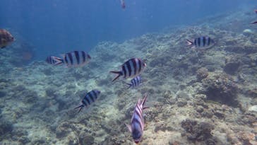 ダイビングショップ Sea Free（シーフリー）に投稿された画像（2020/7/30）