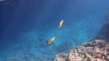 ダイビングショップ Sea Free（シーフリー）に投稿された画像（2020/7/30）