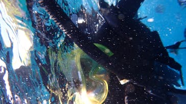 ダイビングショップ Sea Free（シーフリー）に投稿された画像（2020/7/30）