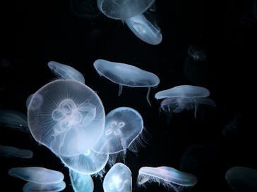 京都水族館に投稿された画像（2020/7/30）