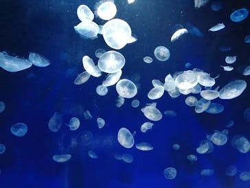 サンシャイン水族館に投稿された画像（2020/7/30）