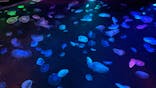 すみだ水族館に投稿された画像（2020/7/30）