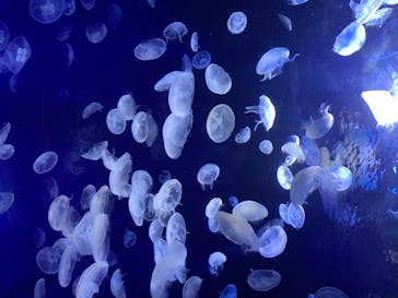 サンシャイン水族館に投稿された画像（2020/7/30）