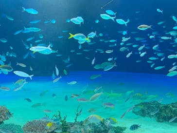 サンシャイン水族館に投稿された画像（2020/7/30）