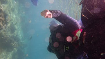 ダイビングショップ Sea Free（シーフリー）に投稿された画像（2020/7/30）