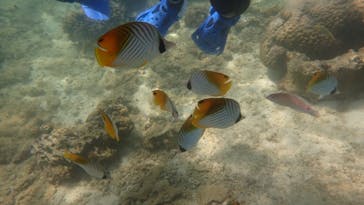 ダイビングショップ Sea Free（シーフリー）に投稿された画像（2020/7/30）