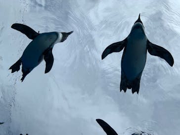 サンシャイン水族館に投稿された画像（2020/7/30）