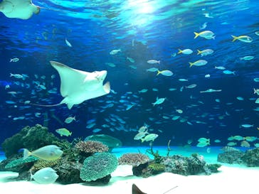サンシャイン水族館に投稿された画像（2020/7/30）