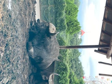 群馬サファリパークに投稿された画像（2020/7/30）