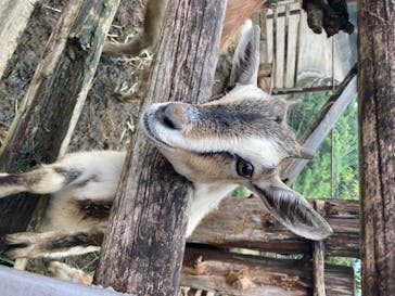 群馬サファリパークに投稿された画像（2020/7/30）