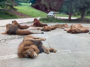 群馬サファリパークに投稿された画像（2020/7/30）